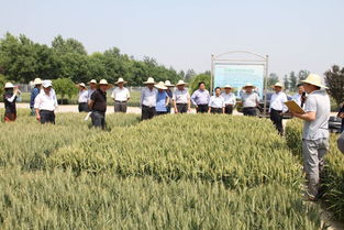中國農業科學院作物科學研究所趙縣實驗基地小麥試驗示范考察紀實