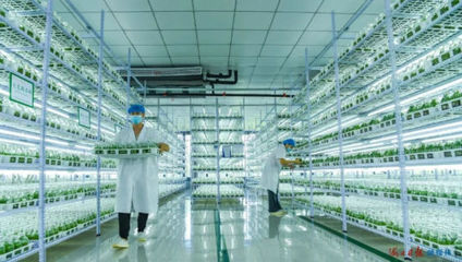 自貿潮頭乘風破浪 海口農業科研試驗發展的創新圖景